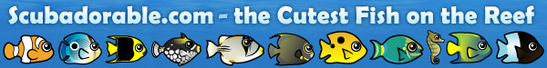 Scubadorable - The Cutest Fish on the Reef