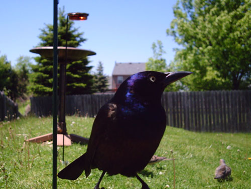 female common grackle. Common Grackle