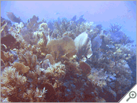 Key Largo diving