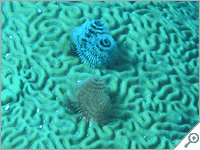 Key Largo diving