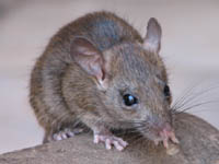 Rat at Karni Mata temple, Rajasthan, India