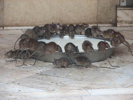 IMAGE(http://www.wolfstad.com/wp-content/2006/karnimata/lotsa-rats-at-bowl-only.jpg)