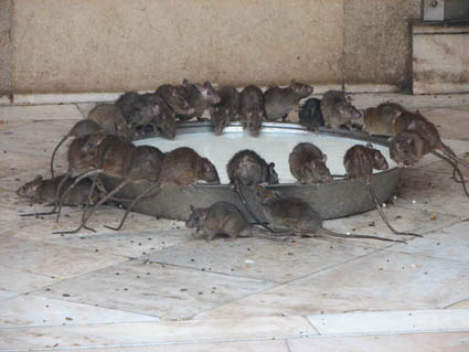 lotsa-rats-at-bowl-only.jpg