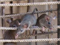 Rats on ropes in Karni Mata temple, Rajasthan, India