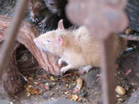White rat at Karni Mata temple, Rajasthan, India