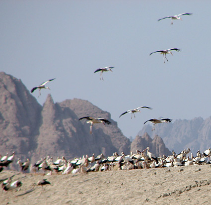White Storks landing at Sharm el Sheikh sewage ponds.