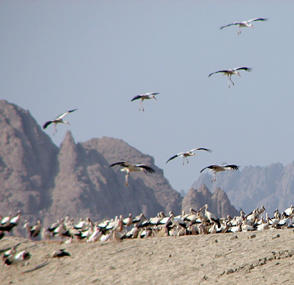 birds of egypt