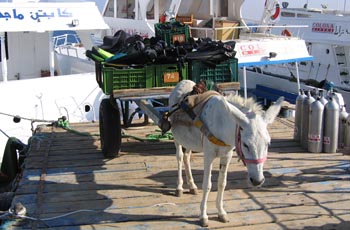Colona Divers' donkey, Roger
