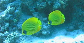 Two butterfly fish