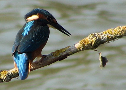 Common Kingfisher in Holland