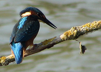 Common Kingfisher