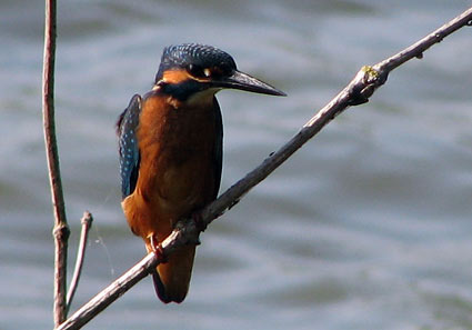 Common Kingfisher