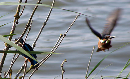 Common Kingfisher