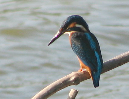 Common Kingfisher in Holland