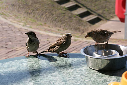 Sparrows in Marken