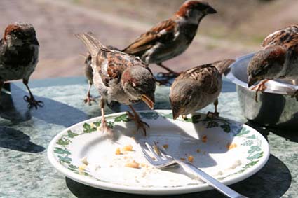 Sparrows in Marken