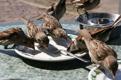 Sparrows in Marken