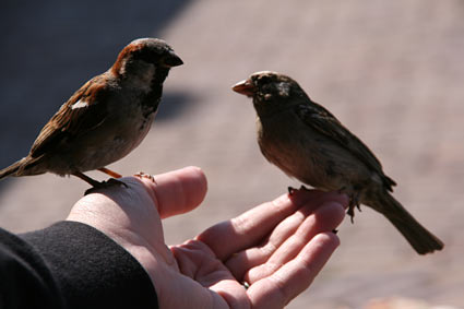 Sparrows in Marken