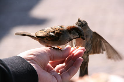 Sparrows in Marken