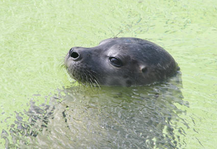 Zeehondencrèche Lenie 't Hart