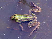 Frog