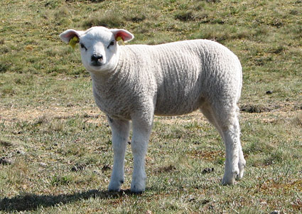 Cute lambkin