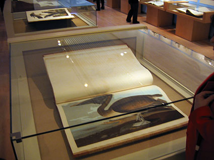 Audubon Exhibit at Teyler Museum