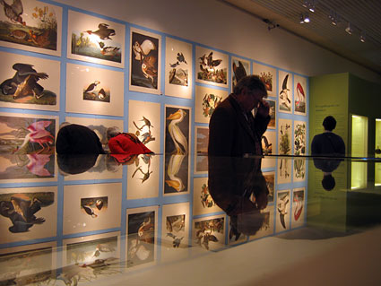 Audubon Exhibit at Teyler Museum