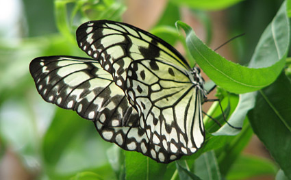 Butterflies at Vlinders aan de Vliet in Leidschendam