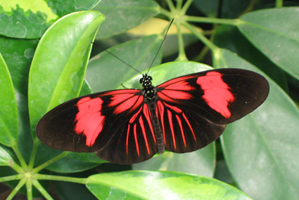 Butterflies at Vlinders aan de Vliet in Leidschendam