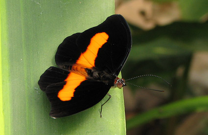 Butterflies at Vlinders aan de Vliet in Leidschendam