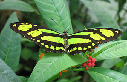 Butterflies at Vlinders aan de Vliet in Leidschendam