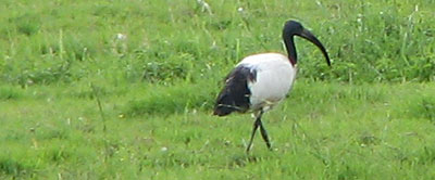 Sacred Ibis in Waverhoek