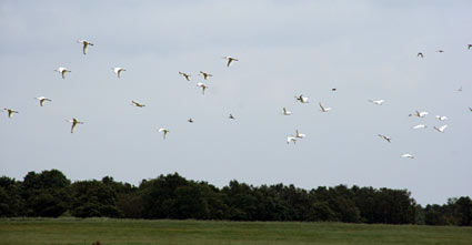 Spoonbills at Waverhoek