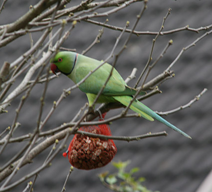 Rose-ringed Parakeet