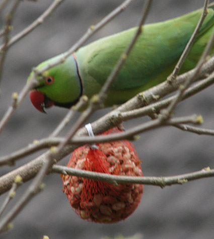 Rose-ringed Parakeet