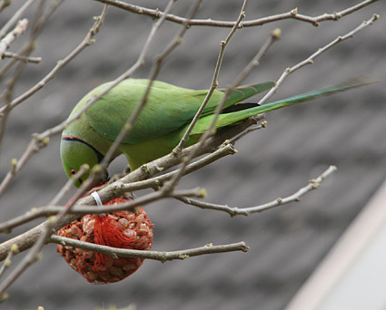 Rose-ringed Parakeet