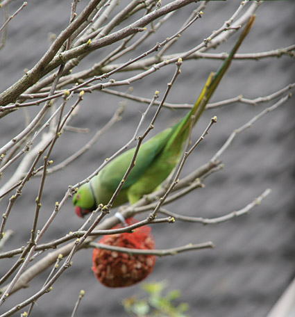 Rose-ringed Parakeet