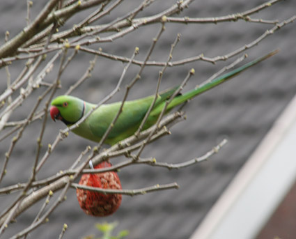 Rose-ringed Parakeet