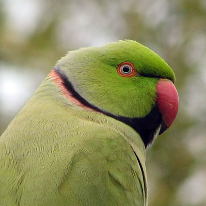 Rose-ringed Parakeet