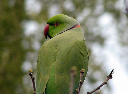 Rose-ringed Parakeet