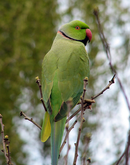 Rose-ringed Parakeet