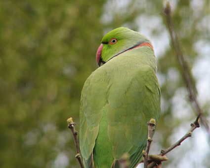 Rose-ringed Parakeet