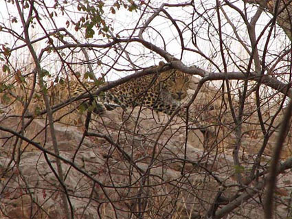 Leopard Ranthambore