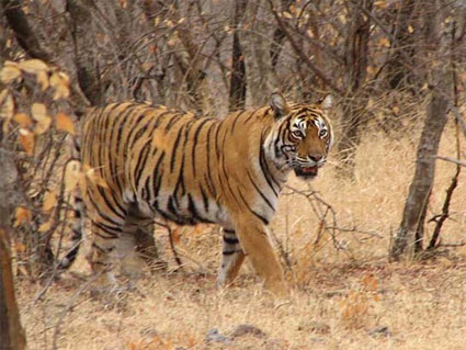 Tiger in Ranthambore