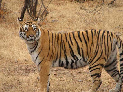 Tiger in Ranthambore