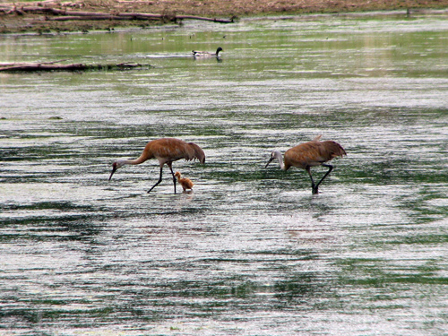 Sandhill Cranes with baby at Rollins Savanna