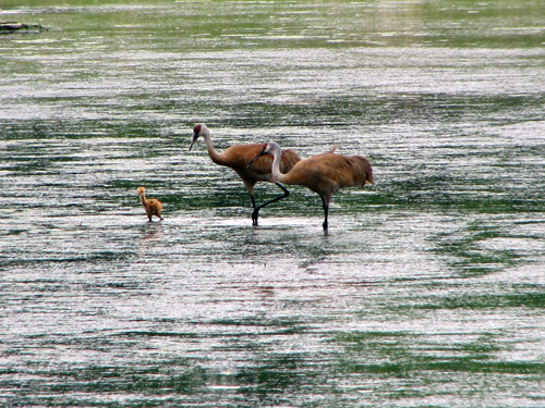 Sandhill Cranes with baby at Rollins Savanna