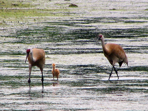 Sandhill Cranes with baby at Rollins Savanna