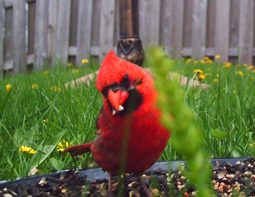 Northern Cardinal